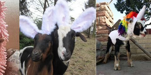 Goats as Other Animals Costume Contest at Goat Couture 2023