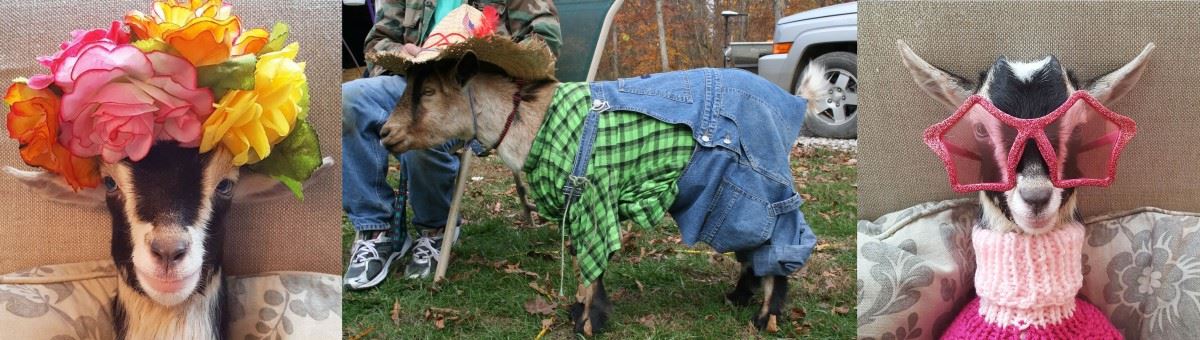 3 Goats In Costume