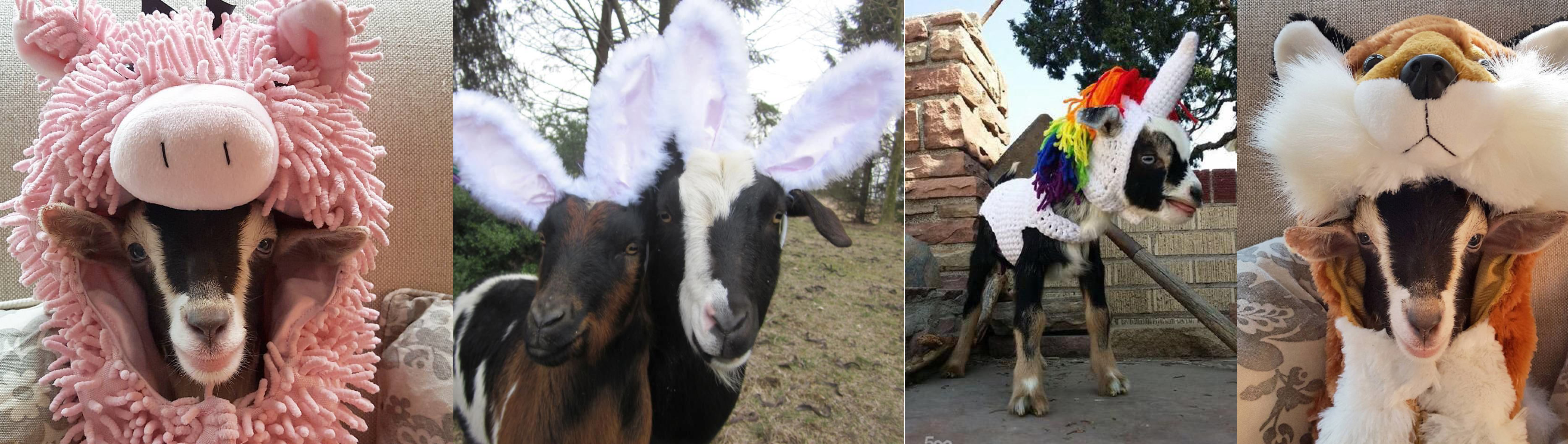 Goats as Other Animals Costume Contest at Goat Couture 2023