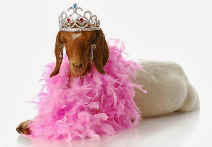Prince and Princess Costume Contest at Goat Couture 2023