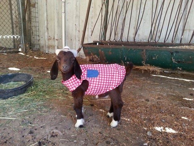 Cowboy and Cowgirl Costume Contest at Goat Couture 2023